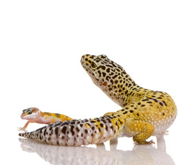 Leopard gecko - Eublepharis macularius
