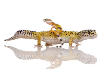 Naklejka premium Leopard gecko - Eublepharis macularius