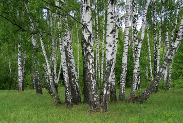 Foto op Aluminium berkenbomen in een bos © Dinadesign