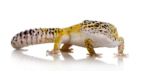 Naklejka premium Leopard gecko - Eublepharis macularius