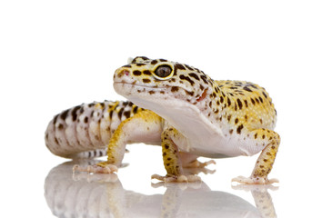 Leopard gecko - Eublepharis macularius