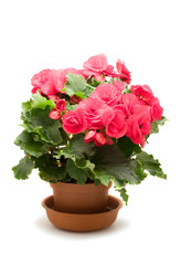 Flowers isolated on white