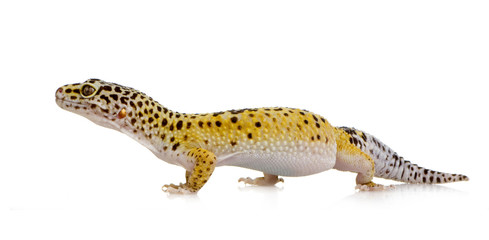 Leopard gecko - Eublepharis macularius