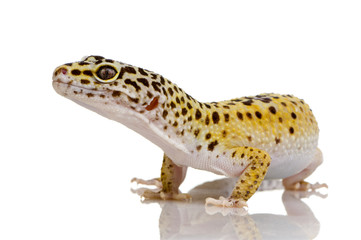 Leopard gecko - Eublepharis macularius
