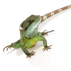 Indian Water Dragon - Physignathus cocincinus