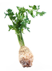 Celery with root © Leonid Nyshko