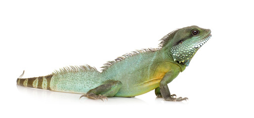 Indian Water Dragon - Physignathus cocincinus