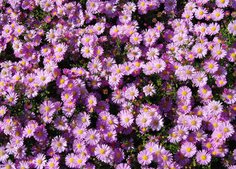 Obraz premium Pink flowers 03