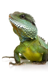 Fototapeta premium Indian Water Dragon - Physignathus cocincinus