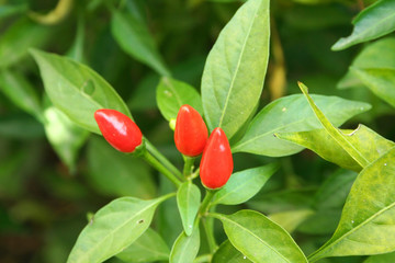 Peperoncino sulla pianta