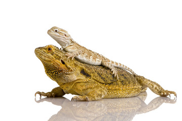 Lawson's dragon - Pogona henrylawsoni