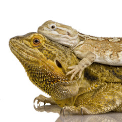 Lawson's dragon - Pogona henrylawsoni