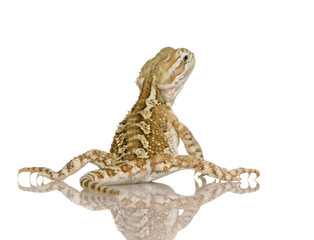 Young Lawson's dragon - Pogona henrylawsoni