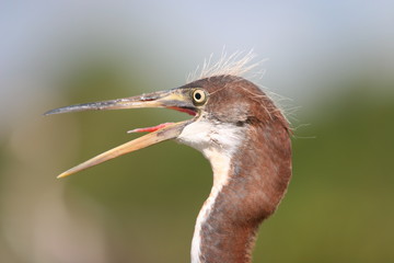 bird call