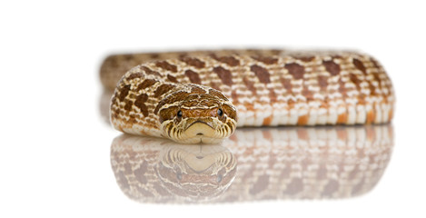 Fototapeta premium HETERODON NASICUS