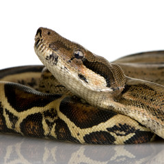 Boa constrictor