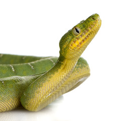 Emerald Tree Boa - Corallus caninus