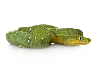 Fototapeta premium Emerald Tree Boa - Corallus caninus