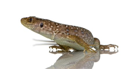 Ocellated lizard - Timon lepidus