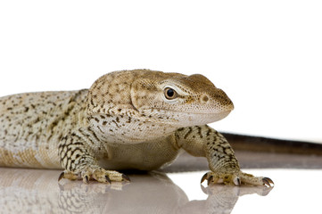 Monitor lizard - Freckled Monitor - Varanus tristis orientalis