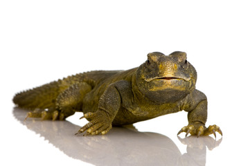 Dabb Lizard - Uromastyx aegyptia