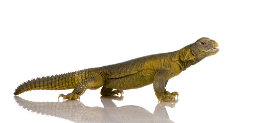 Dabb Lizard - Uromastyx aegyptia