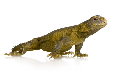 Dabb Lizard - Uromastyx aegyptia