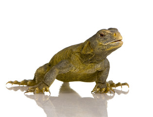 Dabb Lizard - Uromastyx aegyptia