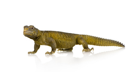 Naklejka premium Dabb Lizard - Uromastyx aegyptia
