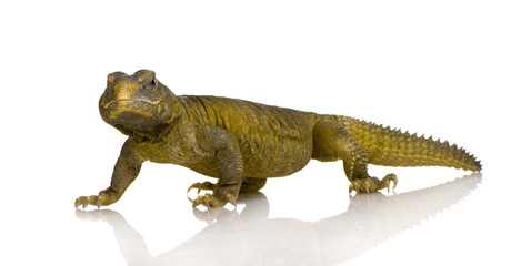 Naklejka premium Dabb Lizard - Uromastyx aegyptia