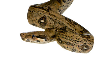  snake in front of a white background