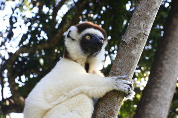 sifaka à l'affût