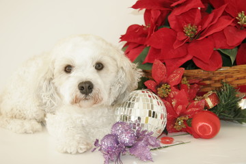 wauting for christmas