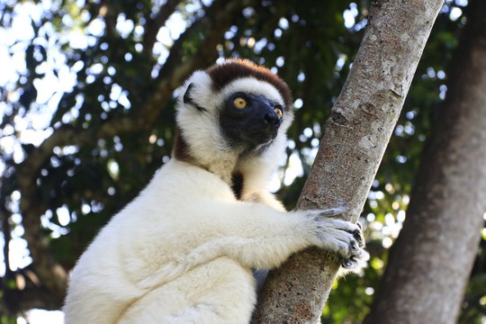 sifaka &agrave; l'aff&ucirc;t