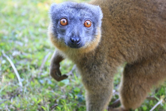 portrait d'h&eacute;pil&eacute;mur fauve
