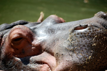 Hypopotame