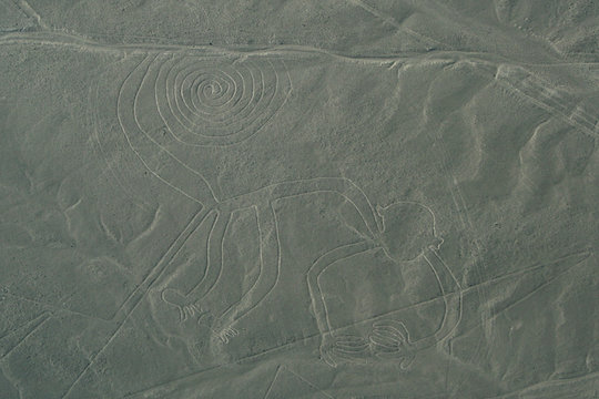 Ligne De Nasca : Le Singe