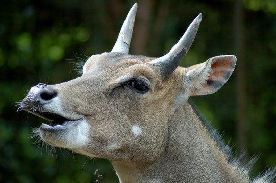 Nilgauantilope