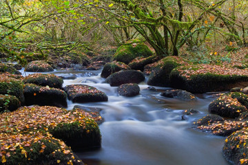 Rivi&egrave;re en sous-bois