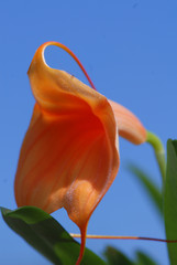 orchidea © Mario Giannini