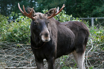 Obraz premium Male elk on the elk farm near Kostroma, Russia