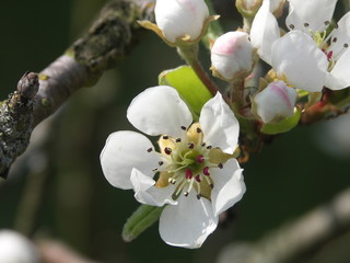 Fleur blanche