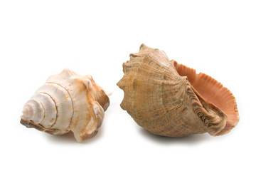 two shells isolated