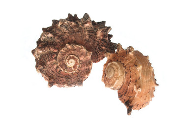 two shell isolated