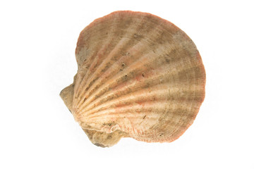 shell isolated