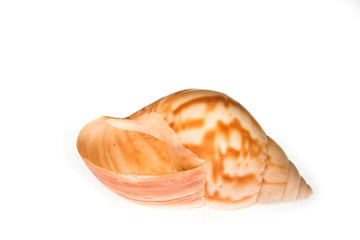 shell on the white background