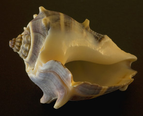 shell
