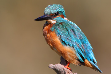 Kingfisher