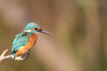 kingfisher