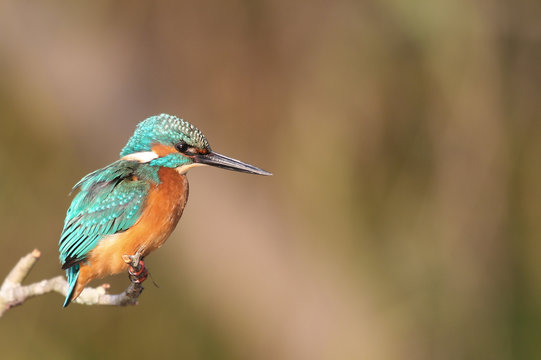 kingfisher